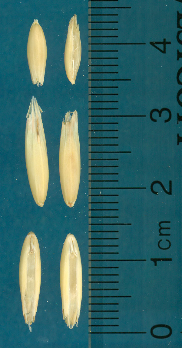 KERNELS