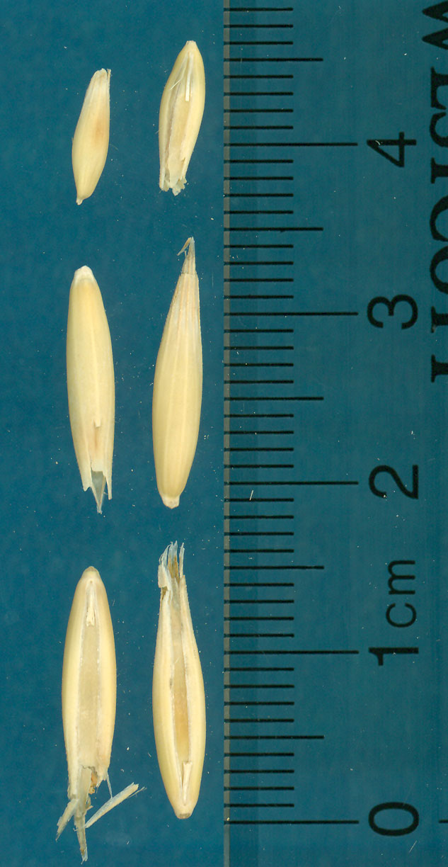 KERNELS