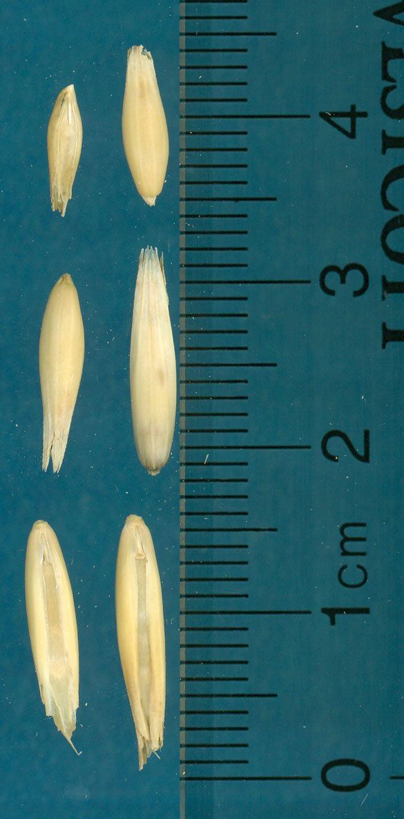 KERNELS