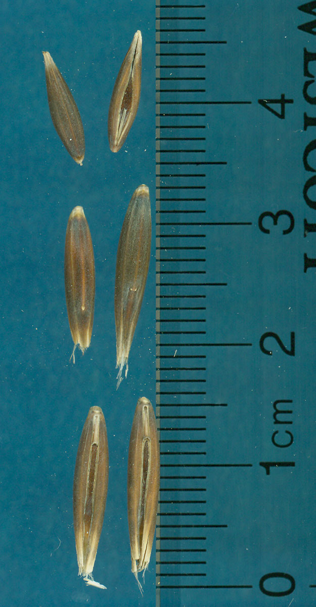 KERNELS