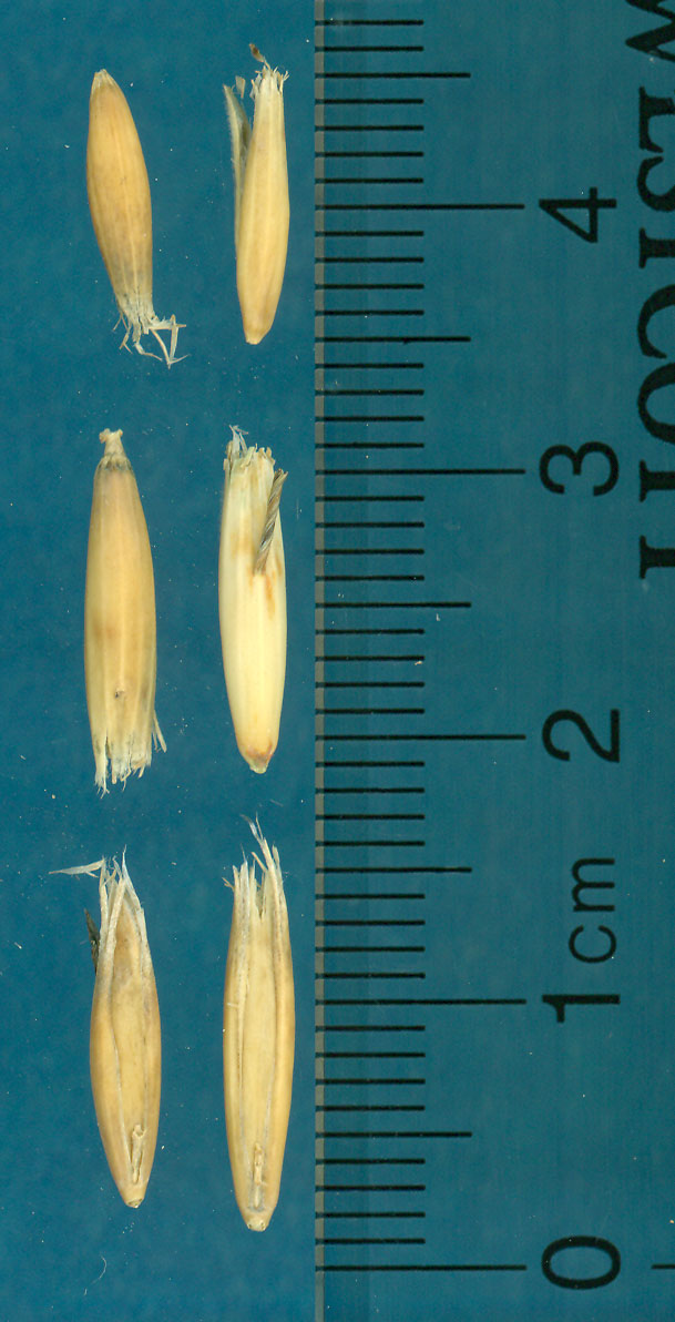 KERNELS