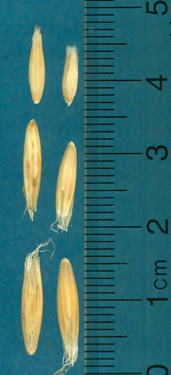 KERNELS