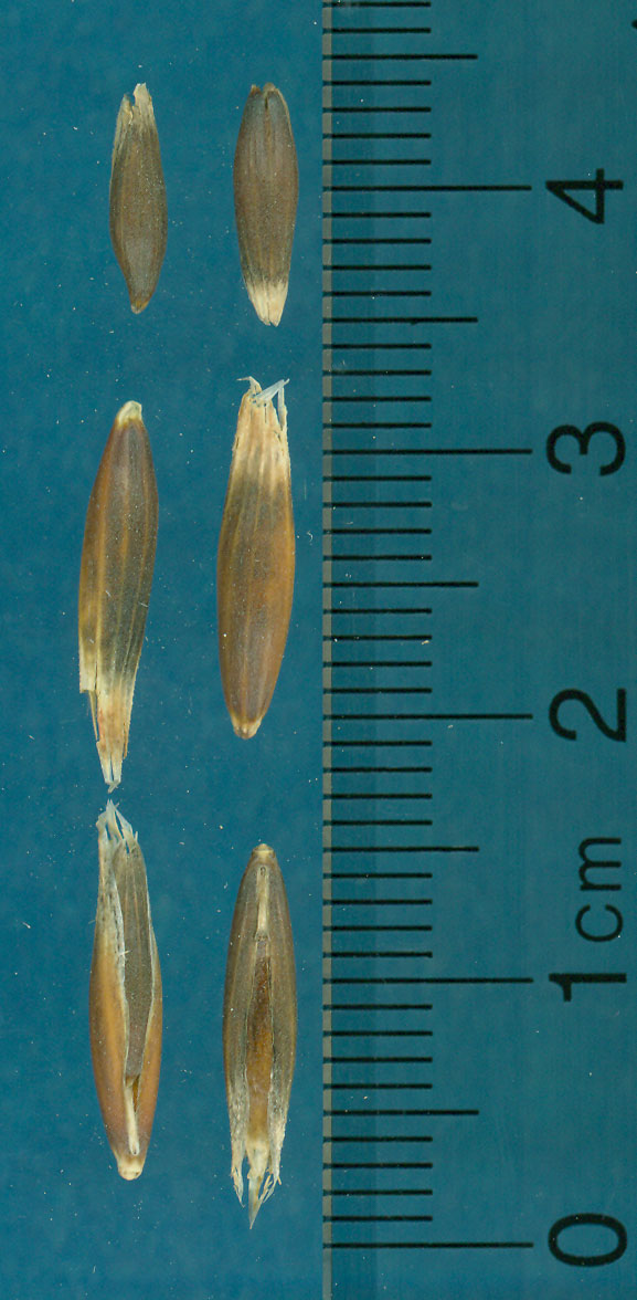 KERNELS