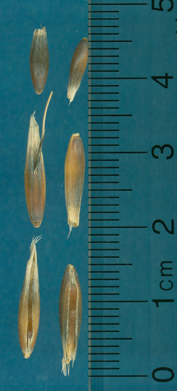 KERNELS