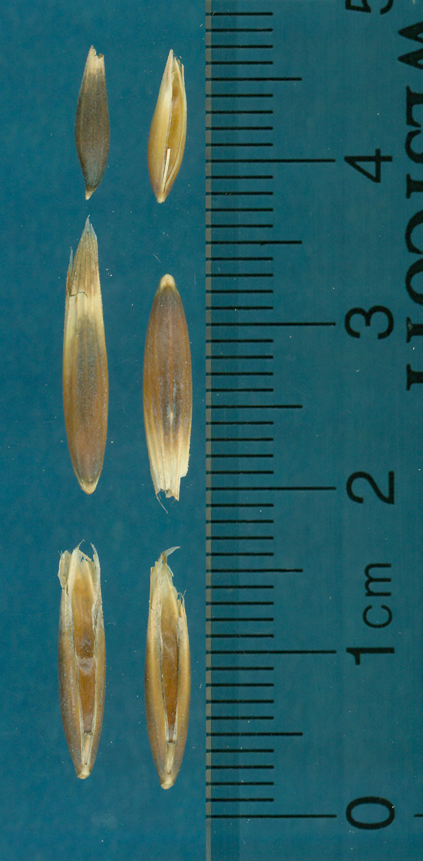 KERNELS