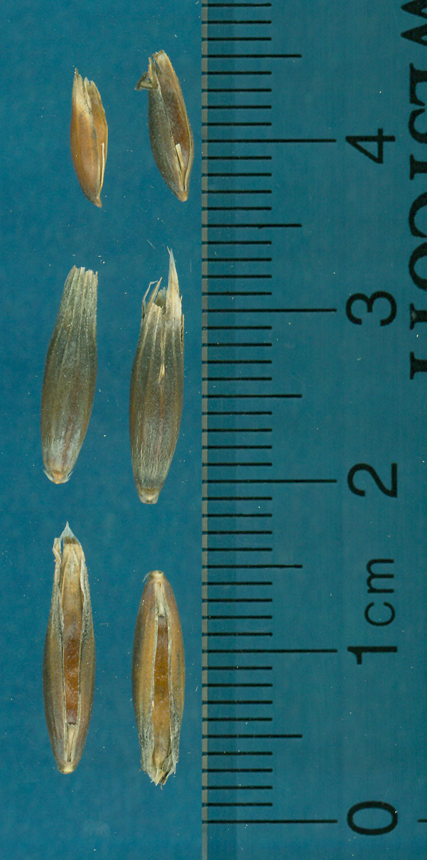 KERNELS