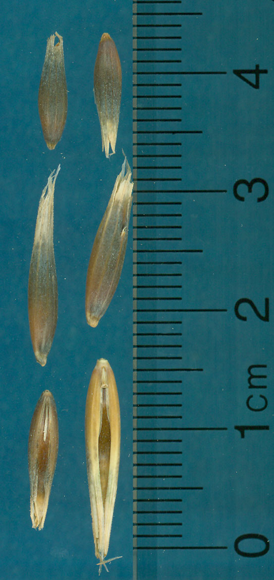 KERNELS