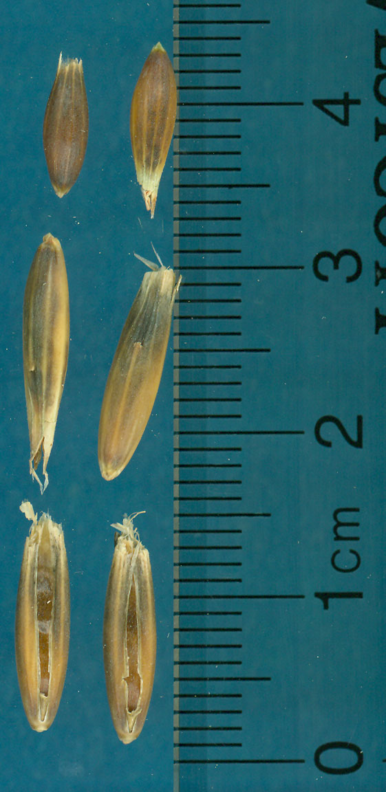 KERNELS