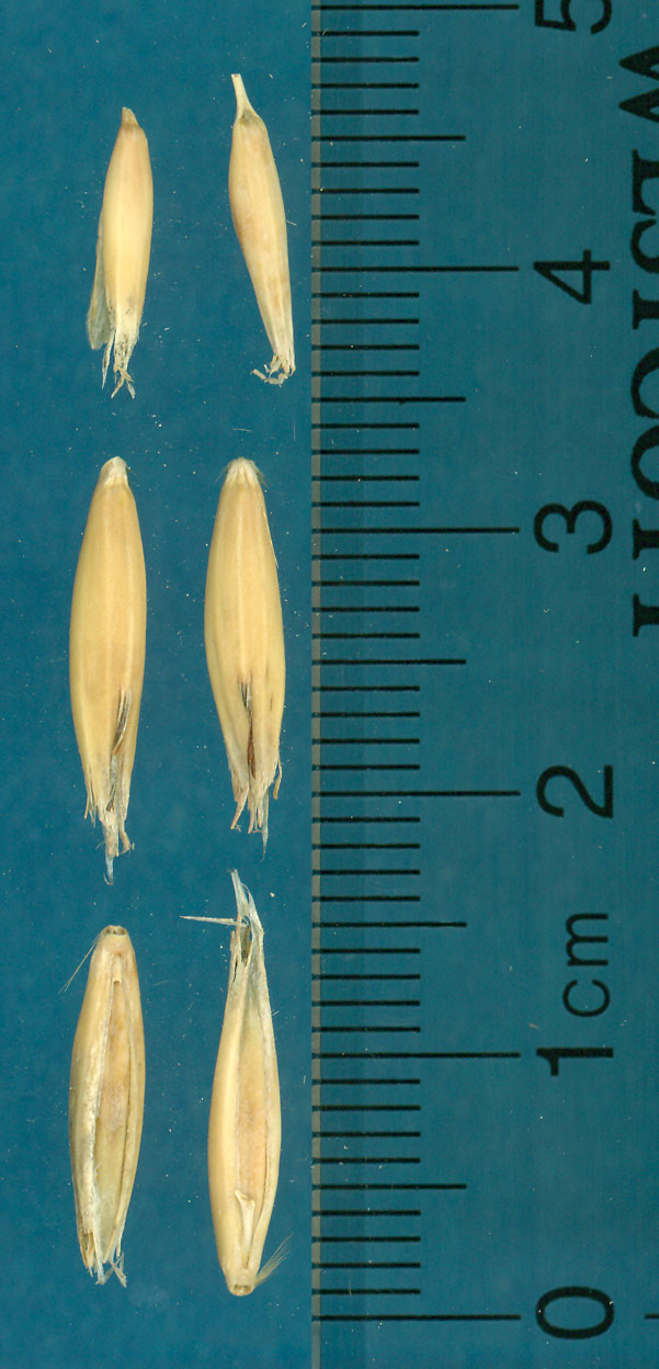KERNELS