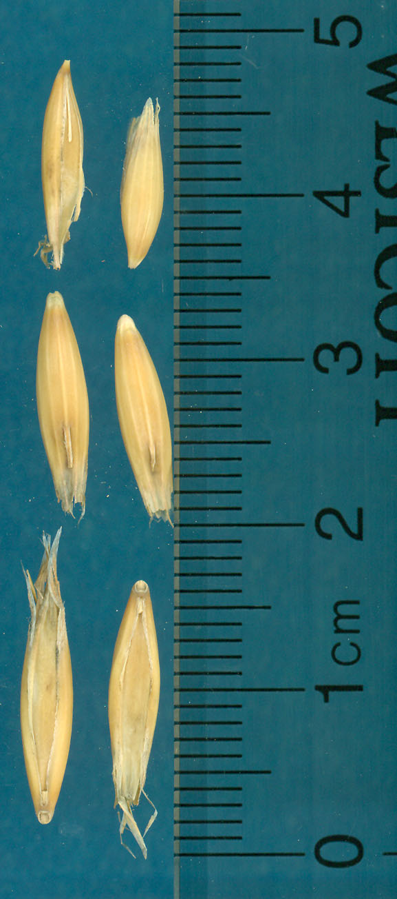 KERNELS