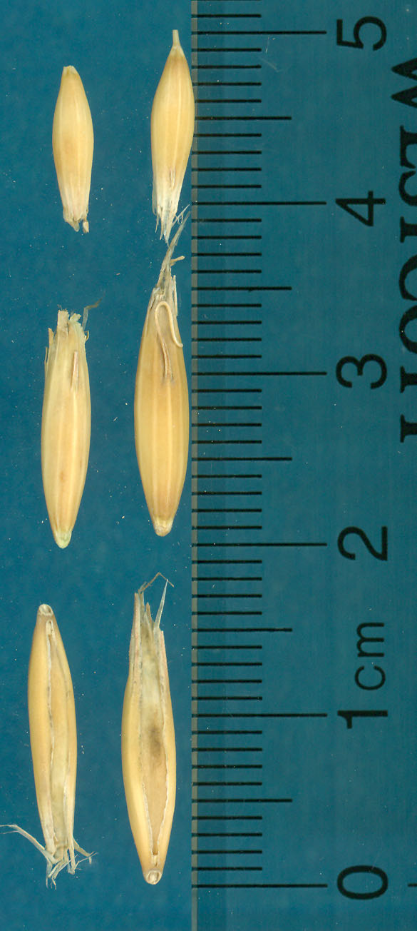 KERNELS