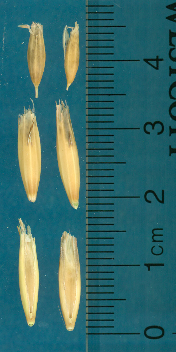 KERNELS