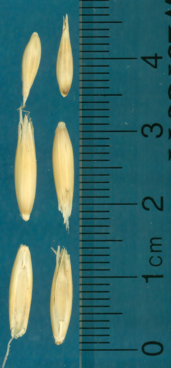 KERNELS