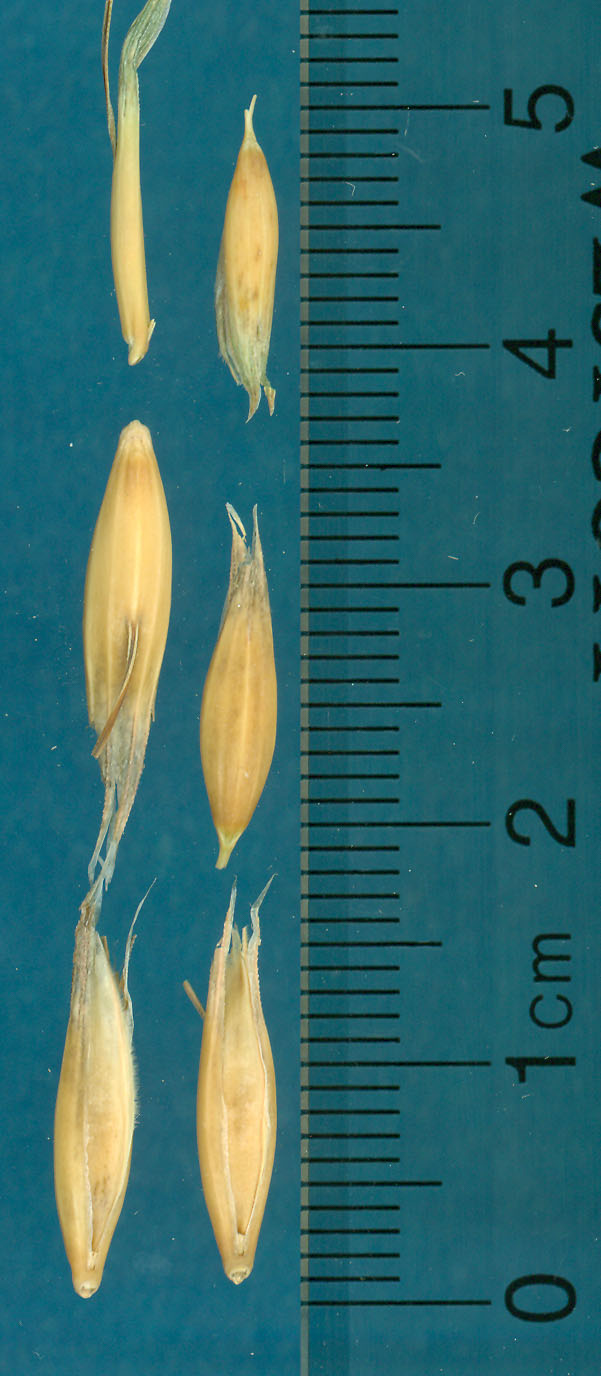 KERNELS