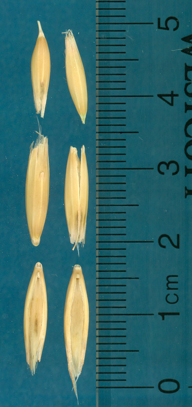 KERNELS