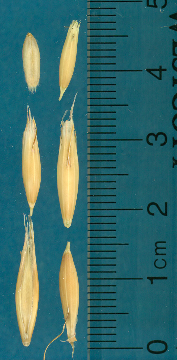 KERNELS