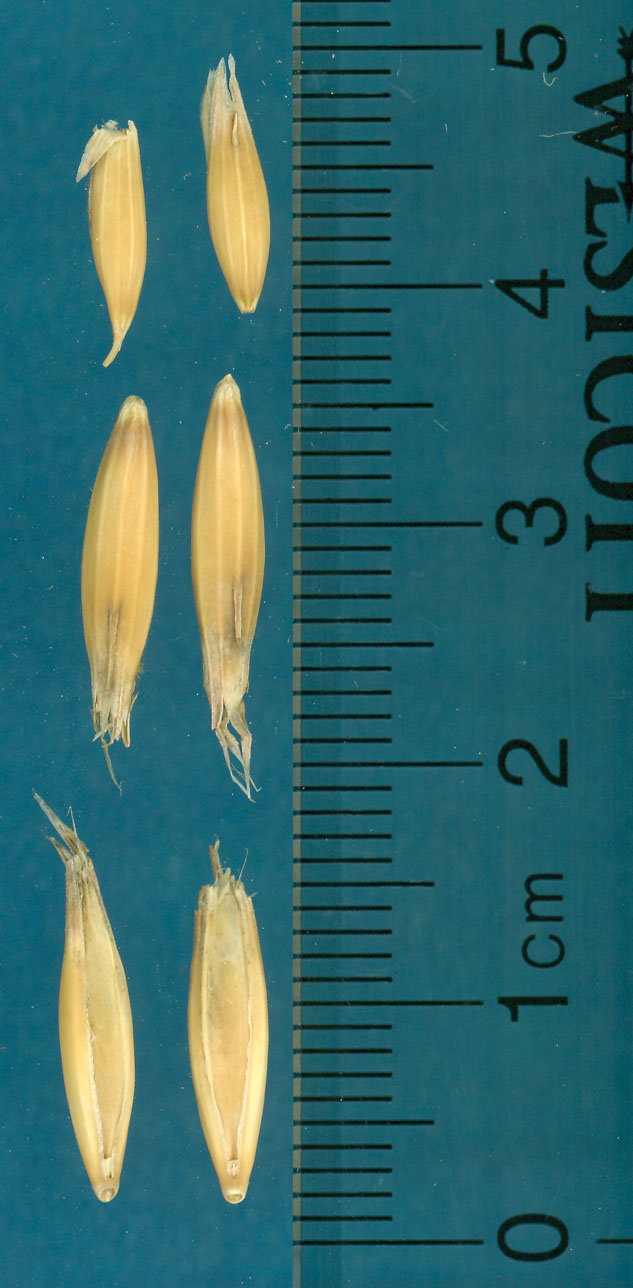 KERNELS