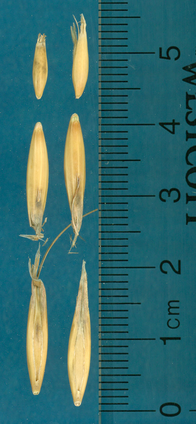 KERNELS