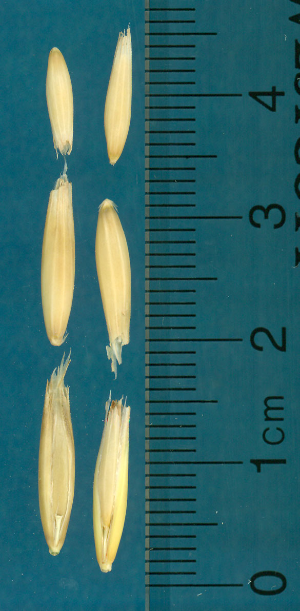 KERNELS