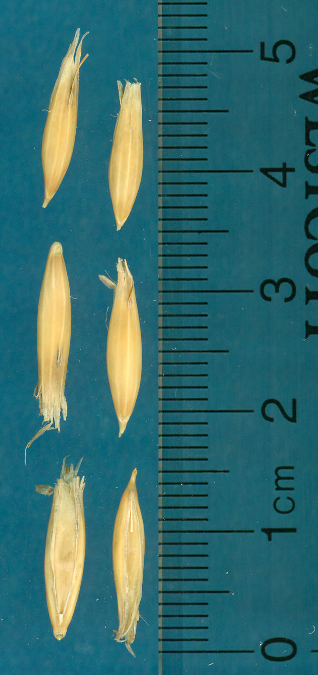 KERNELS