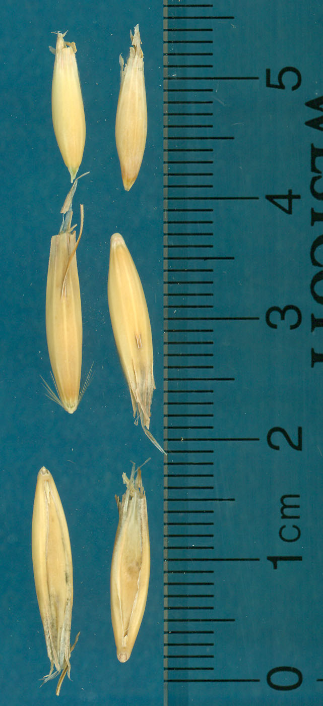 KERNELS