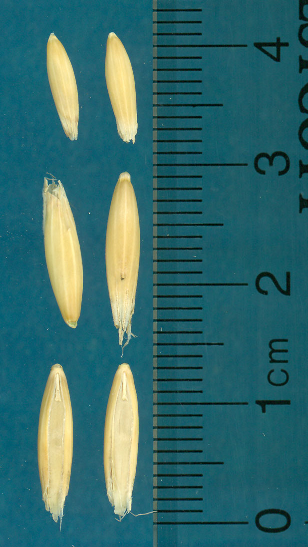 KERNELS