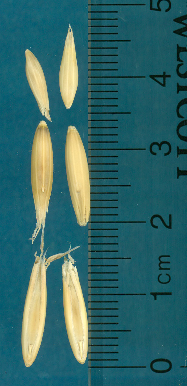 KERNELS