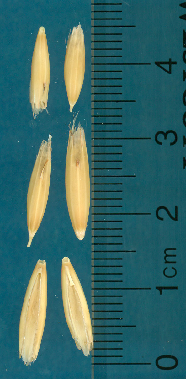 KERNELS
