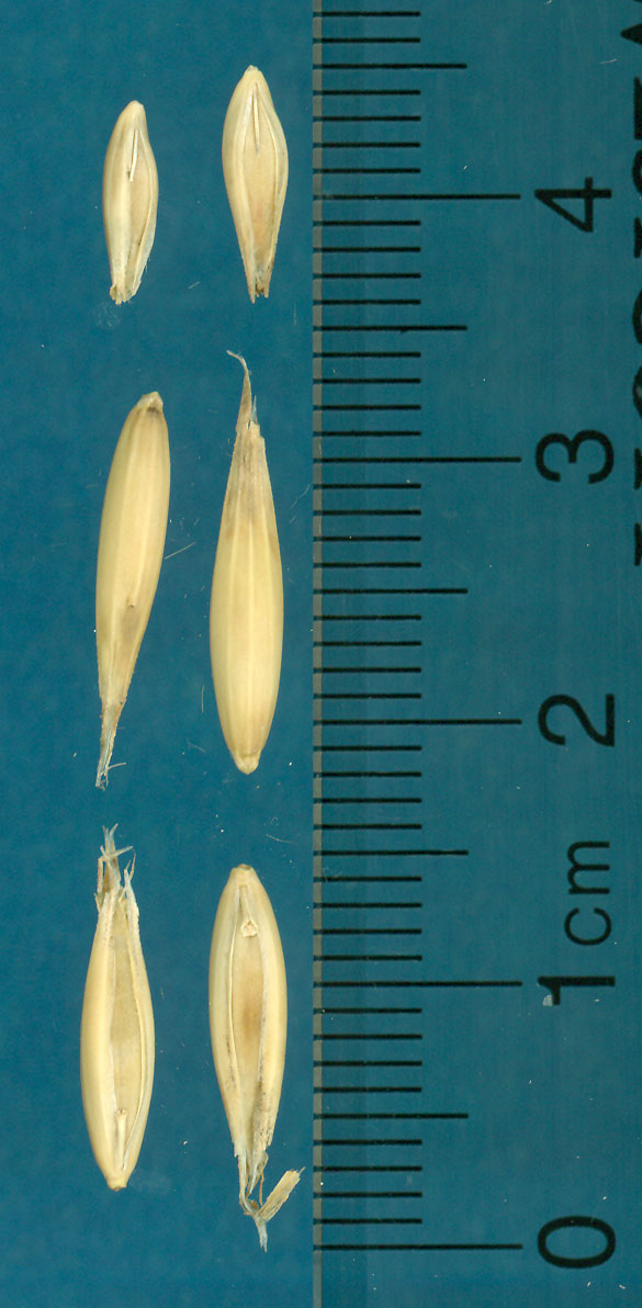 KERNELS