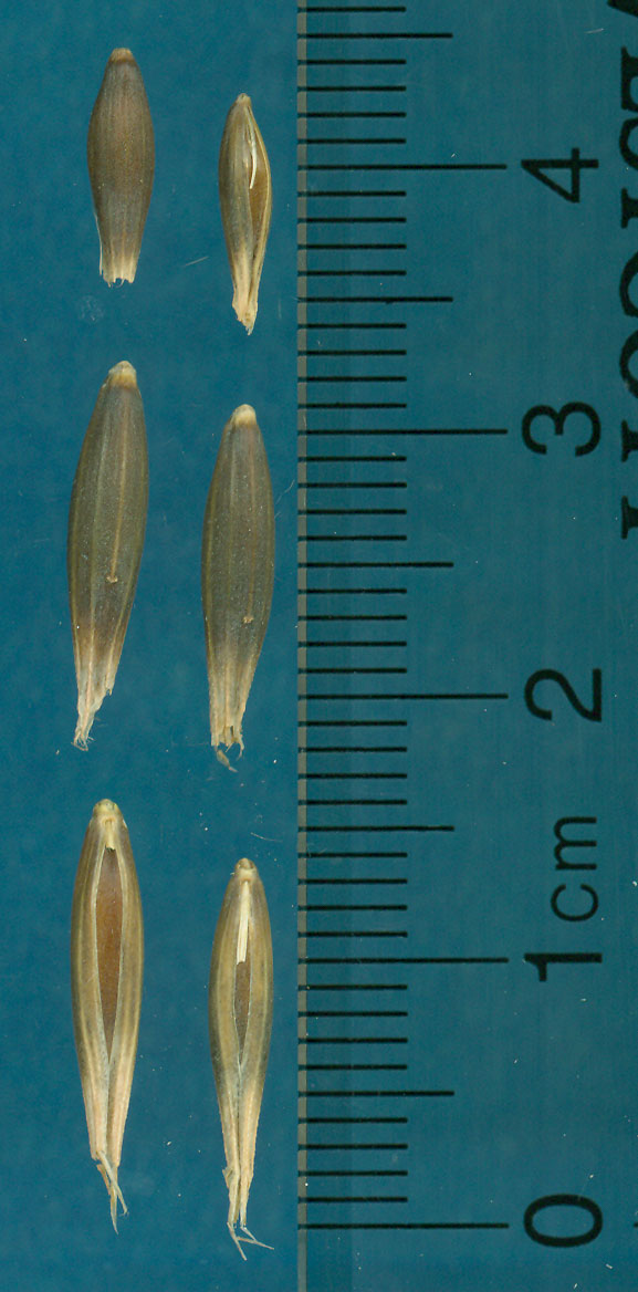 KERNELS