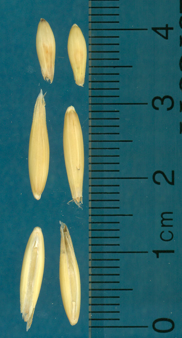 KERNELS