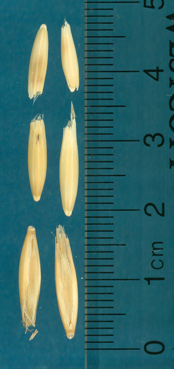 Click for 4 image(s) for this accession. KERNELS