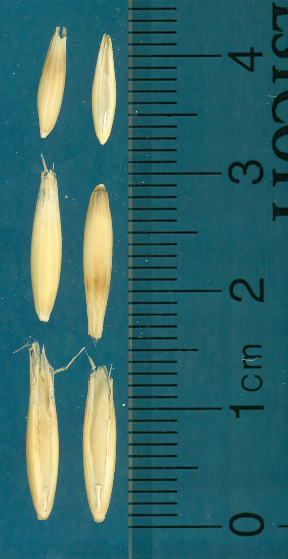 KERNELS
