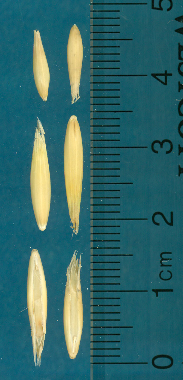 KERNELS