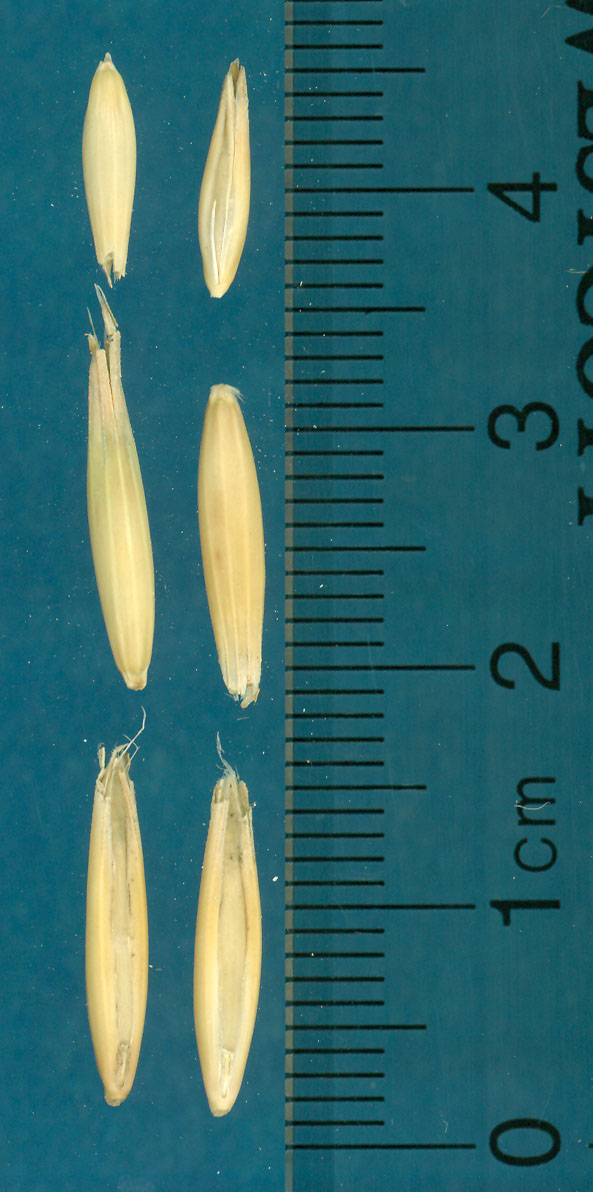 KERNELS