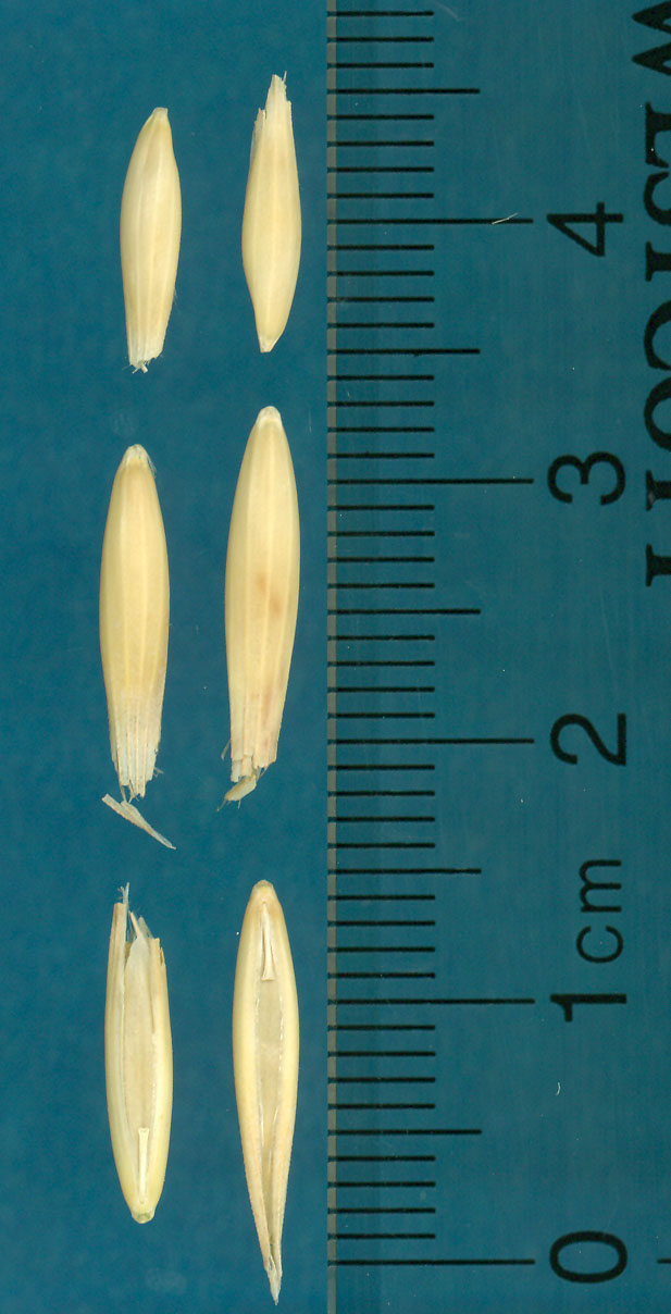 KERNELS