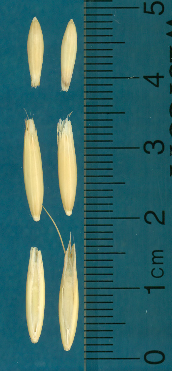 KERNELS