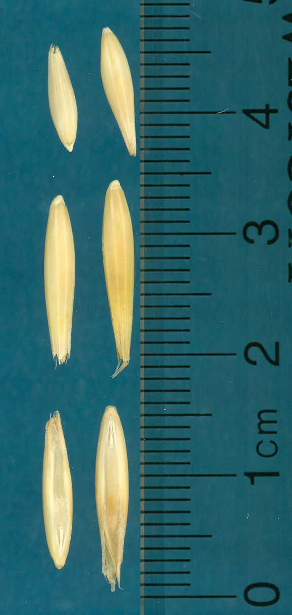 KERNELS