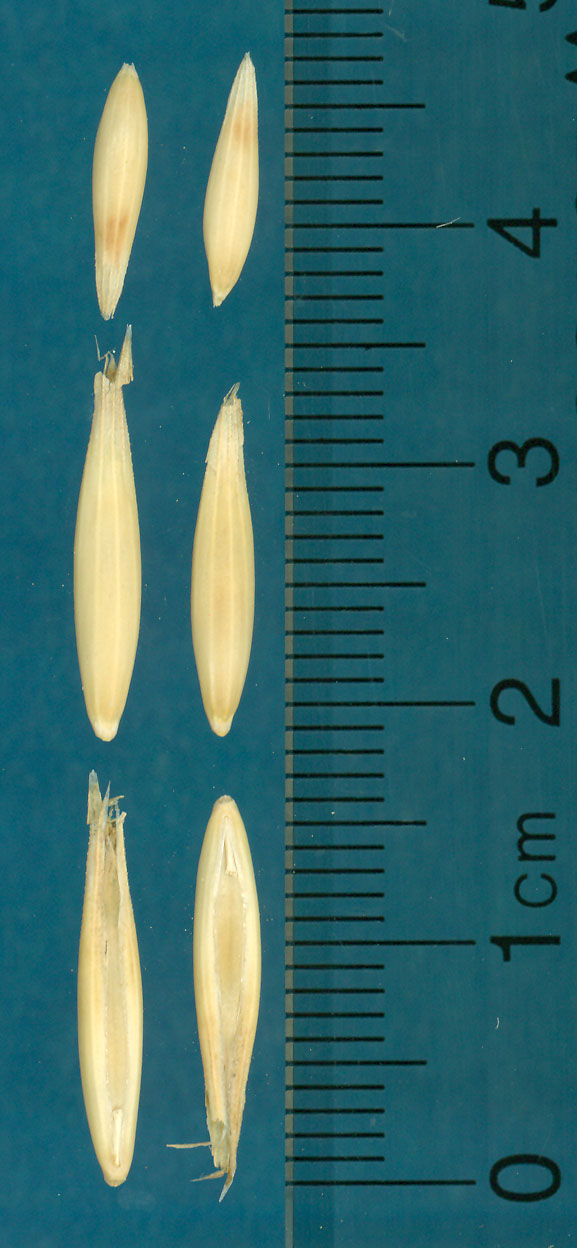 KERNELS