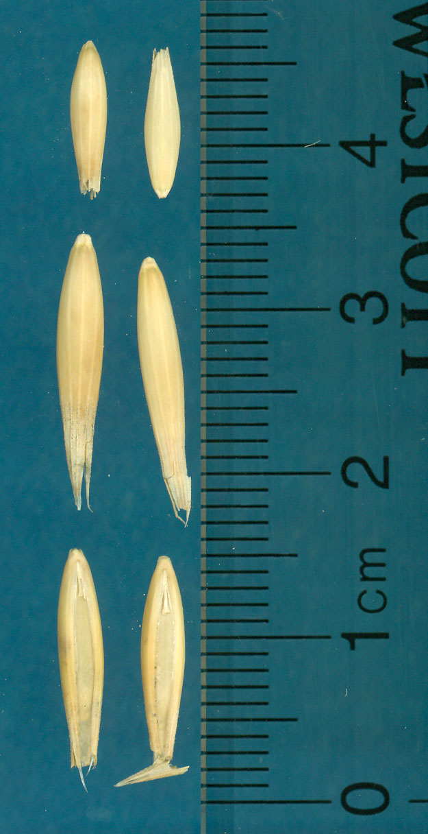 KERNELS