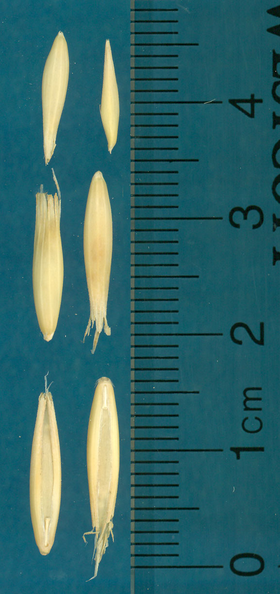KERNELS