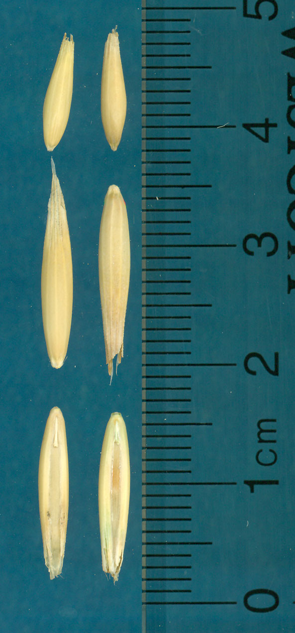 KERNELS