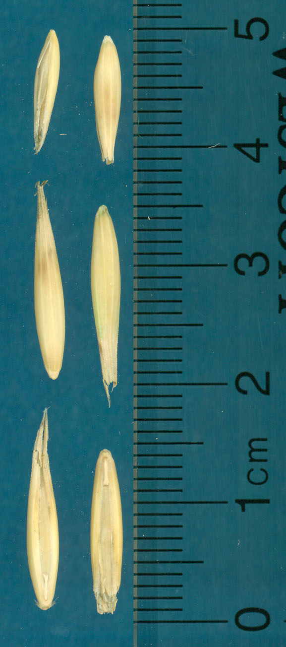 KERNELS