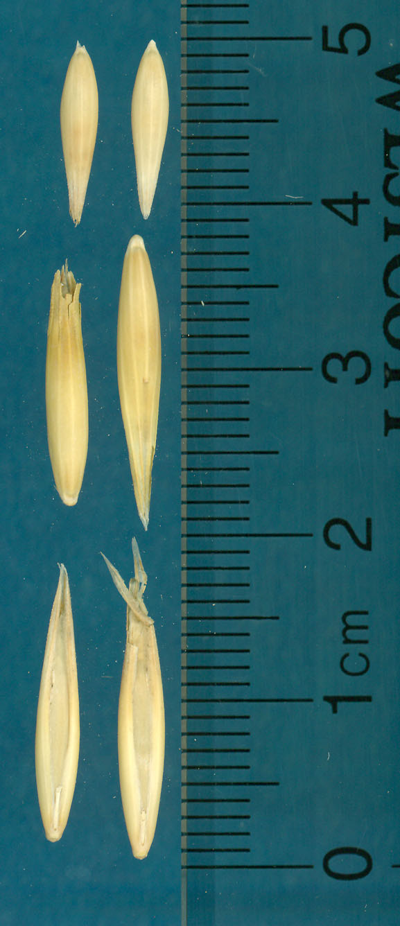 KERNELS