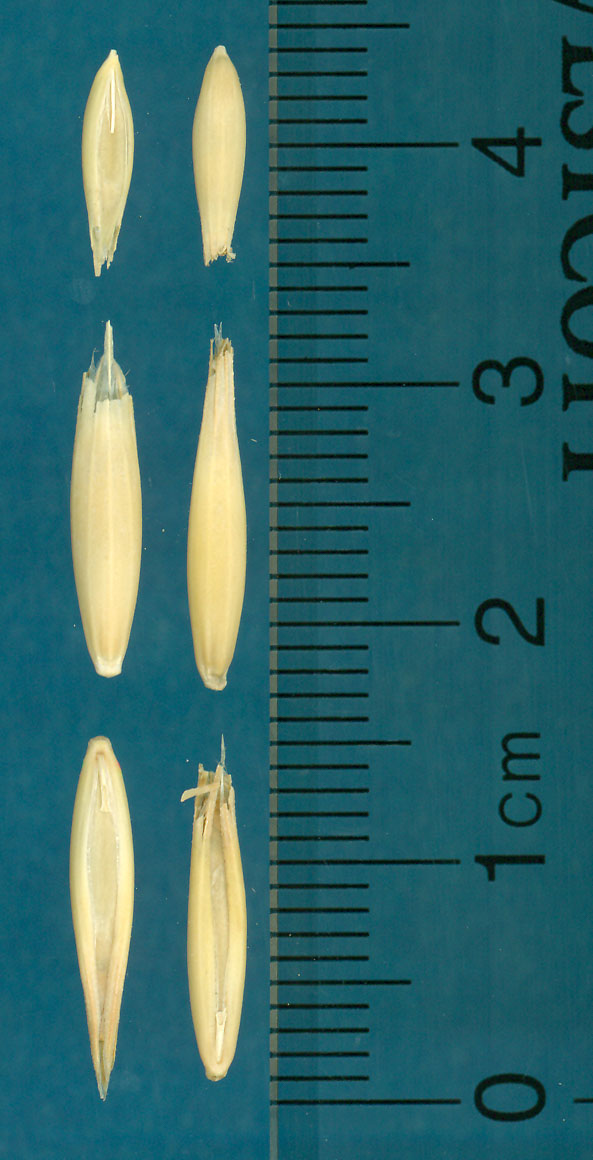 KERNELS