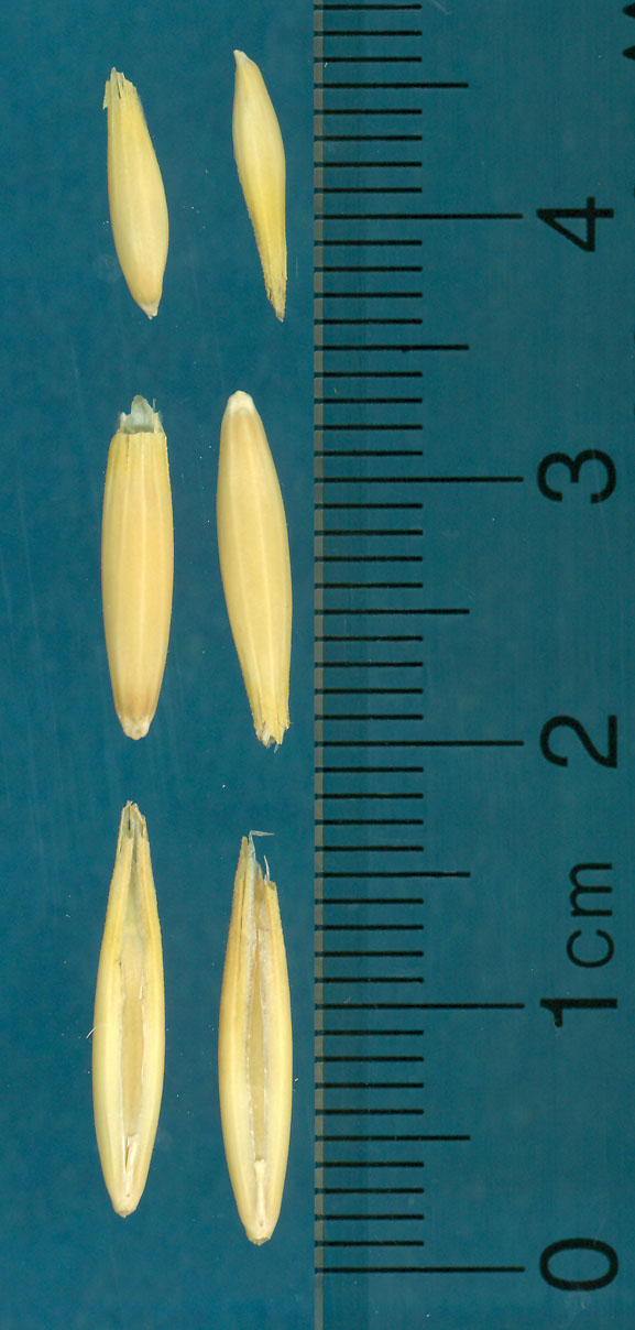 KERNELS