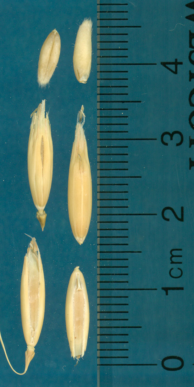 KERNELS