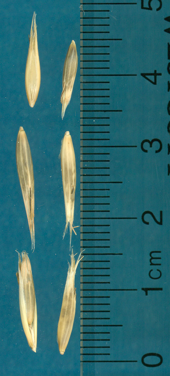 KERNELS