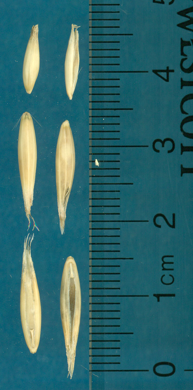 KERNELS