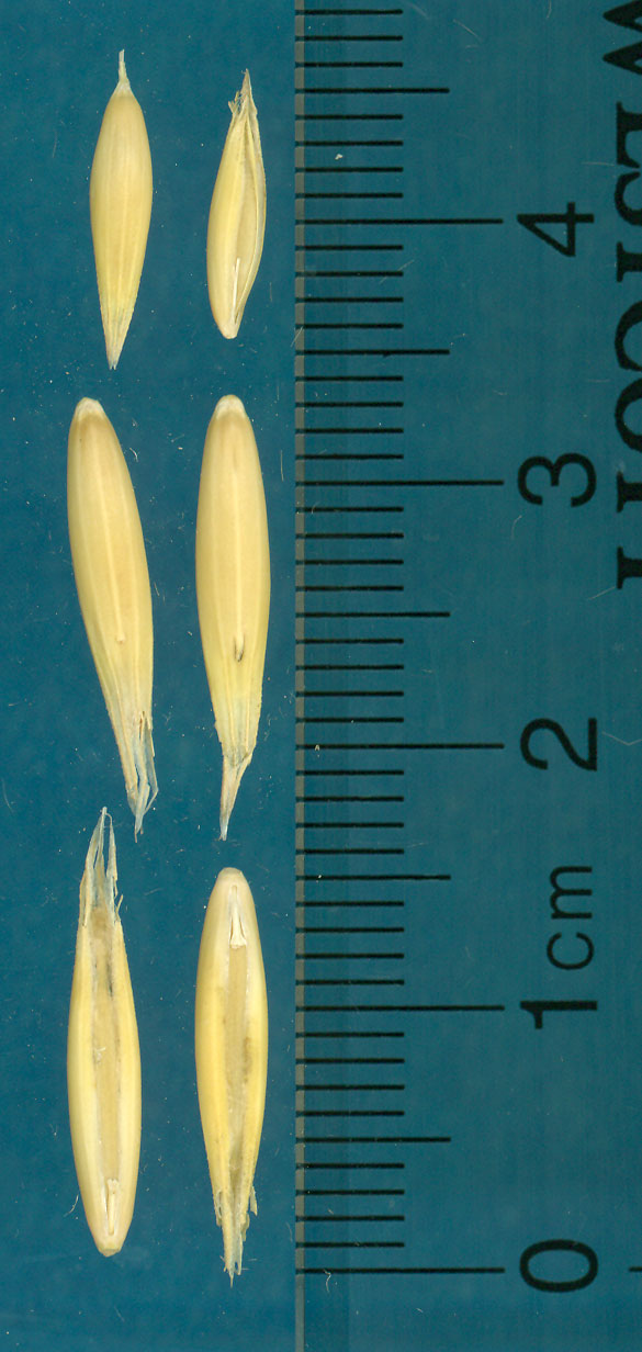 KERNELS